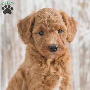 Jarell, Mini Goldendoodle Puppy